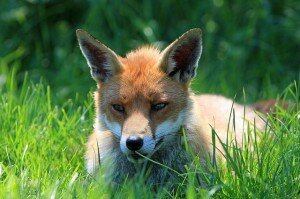 He was a gorgeous, clever and very quiet Fox