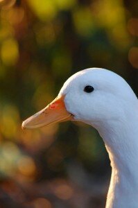 Wilma the Duck and How Important a Tribe Is